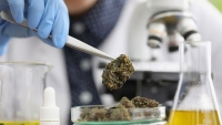 Close-up of marijuana buds for laboratory investigation using chemical analysis and a microscope.